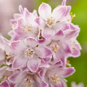 Deutzia 'Raspberry Sundae'